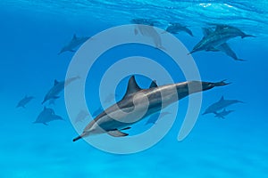 pod of Spinner dolphins (Stenella longirorstris) swimming over sand in Sataya reef, Egypt, Red Sea