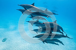 pod of Spinner dolphins (Stenella longirorstris) swimming over sand in Sataya reef, Egypt, Red Sea photo