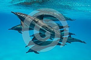 pod of Spinner dolphins (Stenella longirorstris) swimming over sand in Sataya reef, Egypt, Red Sea photo