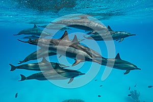 pod of Spinner dolphins (Stenella longirorstris) swimming over sand in Sataya reef, Egypt, Red Sea