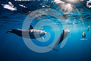 Pod of Spinner dolphins underwater in blue sea with sun light