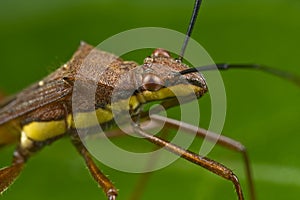 A pod sucking bug up close