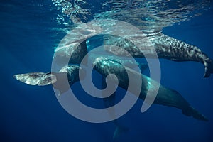 Pod of whales traveling underwater near water surface on blue aquatic background photo