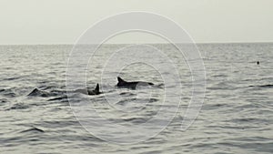 Pod of wild dolphins swimming