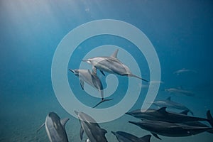 Pod of wild dolphins underwater