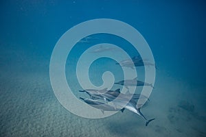 Pod of wild dolphins underwater