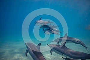 Pod of wild dolphins underwater