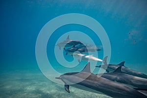 Pod of wild dolphins underwater