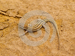 Podarcis carbonelli, Carbonell\'s wall lizard