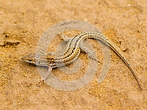 Podarcis carbonelli, Carbonell\'s wall lizard