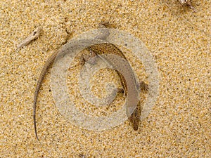 Podarcis carbonelli, Carbonell\'s wall lizard