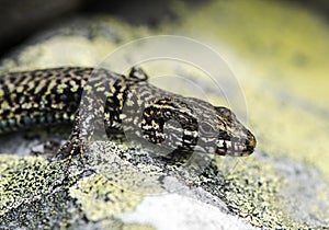 Podarcis hispanica Iberian wall lizard beautiful lizard posing on a stone taking a sunbath