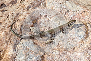 Podarcis hispanica lizard lying on a rock on a sunny day