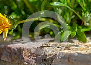 Podarcis hispanicus, Iberian or Catalan wall lizard