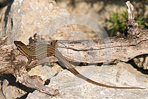 Podarcis melisellensis