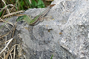 Podarcis melisellensis,close-up photo