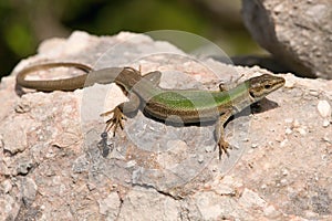 Podarcis melisellensis