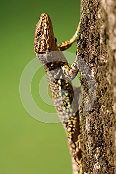 Podarcis muralis photo