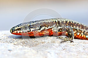 Podarcis muralis closeup