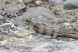 Podarcis muralis.