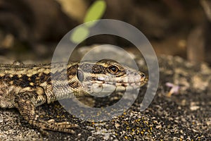 Podarcis muralis, Common wall lizard from Germany
