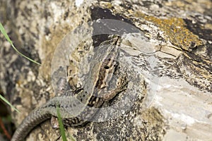 Podarcis muralis, Common wall lizard from Germany