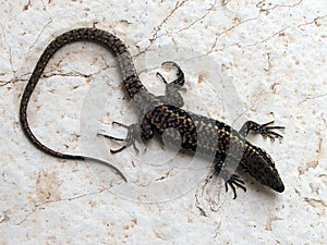 Podarcis muralis, the common wall lizard.