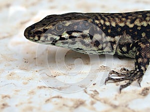 Podarcis muralis, the common wall lizard.