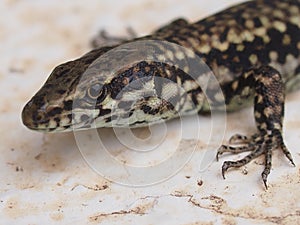 Podarcis muralis, the common wall lizard.