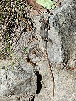 Podarcis muralis  - common wall lizard - natural habitat