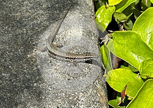 Podarcis muralis, the common wall lizard on a wall in the Gardens of the Villa Carlotta in Tremezzo on Lake Como.