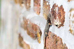 Podarcis muralis English wall lizard is a species of lizard often seen in the natural Park Hoge Fronten in Maastricht