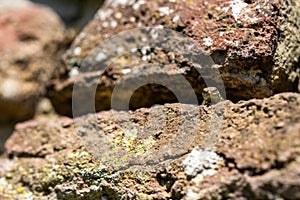 Podarcis muralis English wall lizard is a species of lizard often seen in the natural Park Hoge Fronten in Maastricht