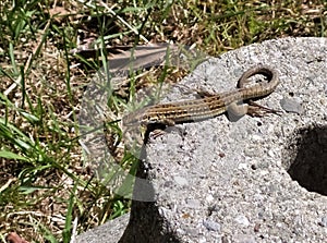 Podarcis muralis, lizard sitting on a stone, outdoors, wildlife.