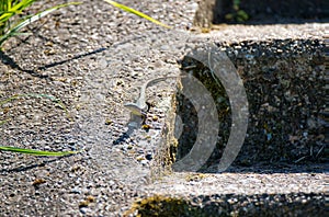 Podarcis muralis reptilia close-up photo. Common wall lizard in the sun on the stone steps photo