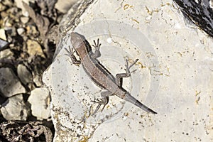 Podarcis muralis, young animal, Common wall lizard from Germany