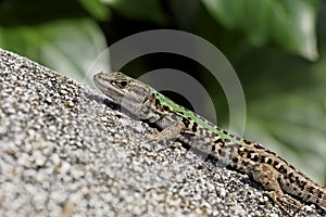 Podarcis sicula, Italian Wall Lizard, Ruin Lizard