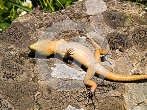 podarcis tauricus, balcan wall lizard