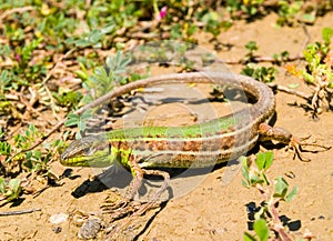 podarcis tauricus, balcan wall lizard