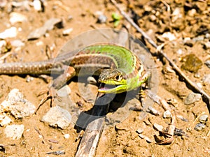 podarcis tauricus, balcan wall lizard