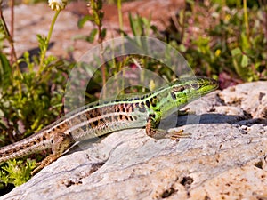 podarcis tauricus, balcan wall lizard