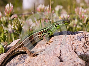 podarcis tauricus, balcan wall lizard