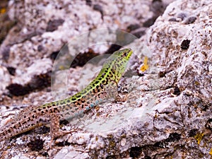 podarcis tauricus, balcan wall lizard