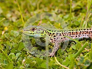 podarcis tauricus, balcan wall lizard