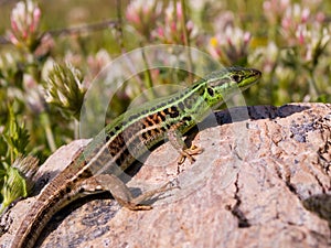 podarcis tauricus, balcan wall lizard photo