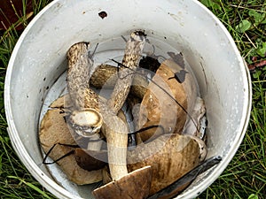 Podberezoviki, mushrooms with the Latin name Leccinum scabrum collected in a bucket