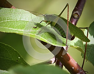 Podcast by an Applehopper