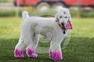 Poddle with the legs painted in pink color