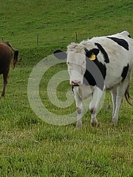 Animales de granja, vacas, Holstein, Haciendas, animales, photo