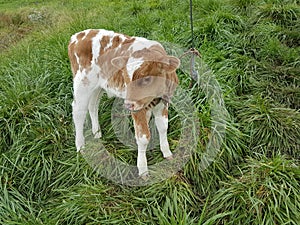 Animales de granja, vacas, Holstein, Haciendas, animales, photo